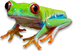 Red Eye Tree Frog at Frogforum.net